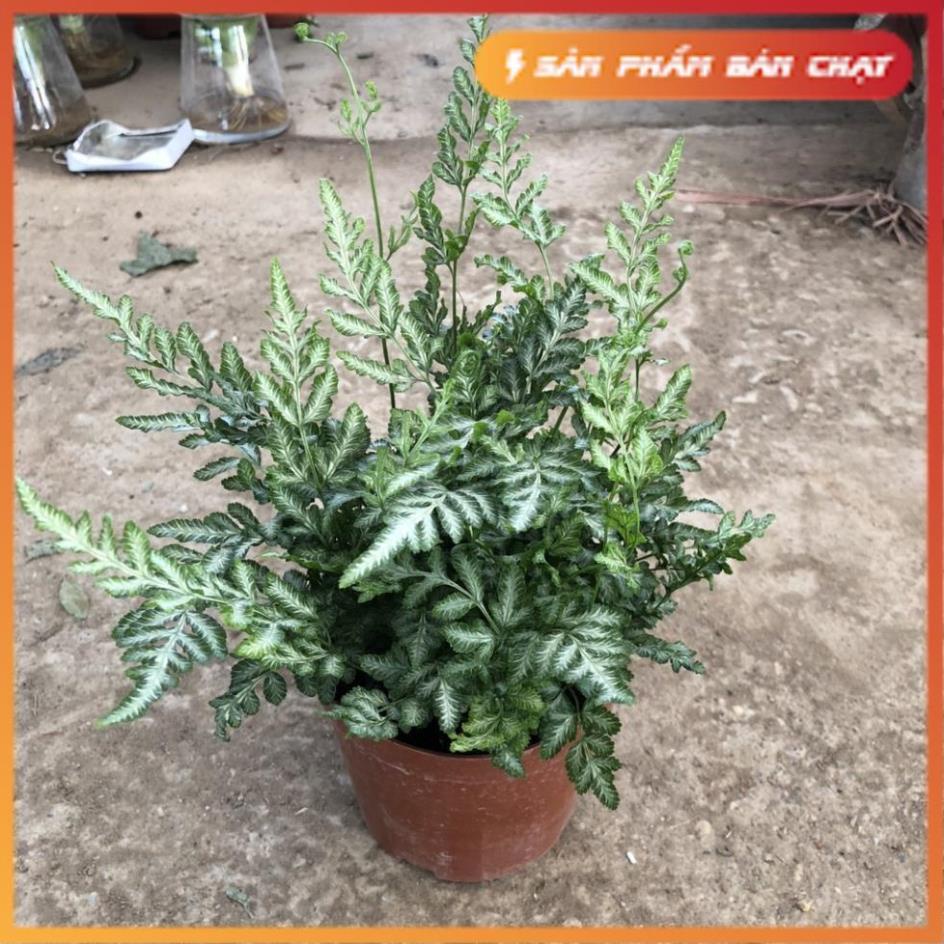 Cây dương xỉ lá bạc mini để bàn, chiều cao 15-20cm lá viền bạc bắt mắt dễ chăm sóc