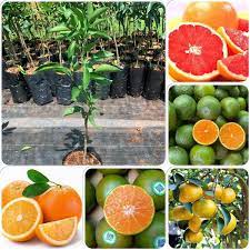 CÂY GIỐNG CAM CARA (CAM RUỘT ĐỎ) KHÔNG HẠT ( sản phảm có bảo hành bao đổi trả)