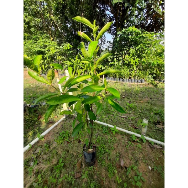 Cây giống mẫu đơn hoa đỏ, bông lớn