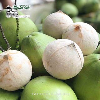 Dừa xiêm Bến Tre (gọt sẵn)