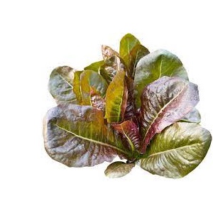 500h Hạt Giống Xà Lách Chịu Hạn Mignonette