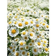 50h hạt giống hoa cúc chi trắng siêu lùn creeping 30cm