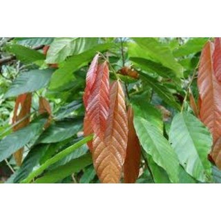 CÂY CA CAO GIỐNG CHO TRÁI SỚM ( Cây ghép ). *
