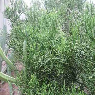 1kg cành cây giao - dùng điều tr.ị viêm xoang vô cùng hiệu quả