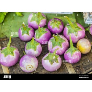 0.5gr hạt giống cà tím tròn