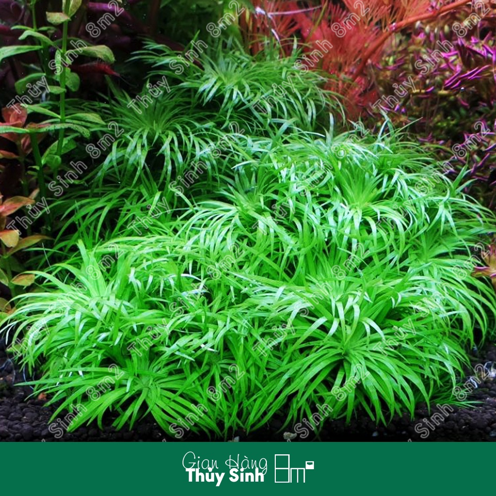 Cây Tonia Lá Mềm | Cây Thủy Sinh Trung Cảnh, Cắt Cắm | KHÔNG BẢO HÀNH | 8m2
