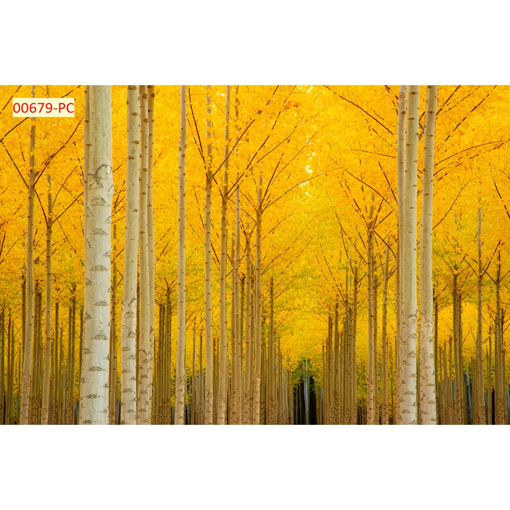 Tranh 3D mùa thu rừng lá vàng rơi như phim Hàn Quốc