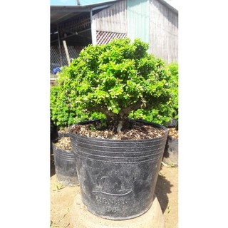 Cây linh sam bonsai