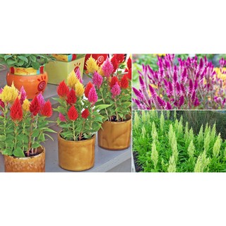 100h Hạt Giống Hoa Mào Lửa Mix Màu