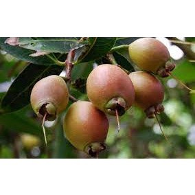 Cây giống mận lý