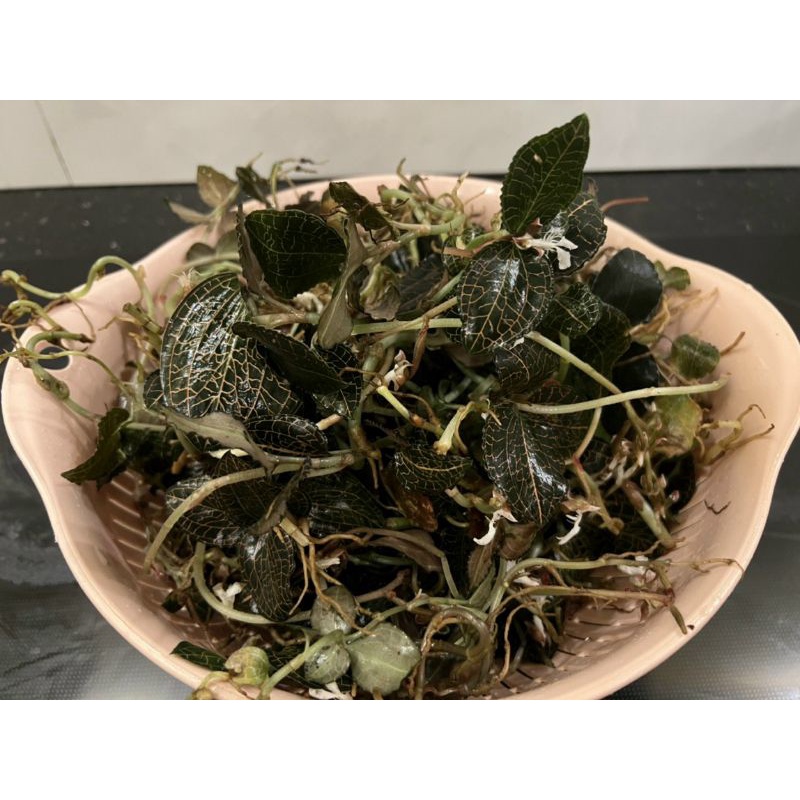 Lan kim tuyến  rừng tươi ngâm rươu