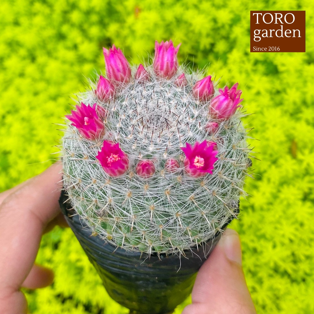 Xương rồng bánh sinh nhật Đà Lạt size bé cây cảnh trang trí nhà cửa Toro garden