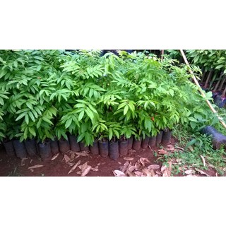 cây sấu giống (cây to khỏe - cây thực sinh)