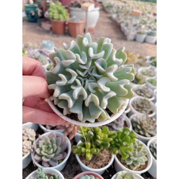 Sen đá cúc trắng  size trung 5-7 cm