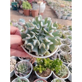 Sen đá cúc trắng size trung 5-7 cm