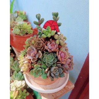 [ HOẢ TỐC] Cây NOEL SEN ĐÁ 🌲🎄🌲🎄