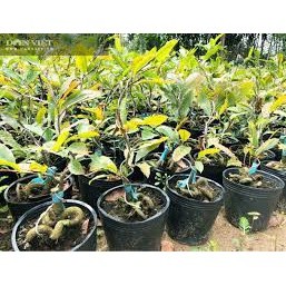 1 cây mai vàng quấn rễ (cao 50cm) ( sản phảm có bảo hành bao đổi trả)
