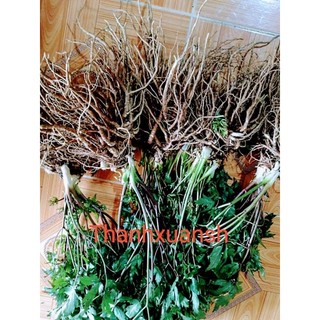 2kg sâm đương quy Sìn Hồ_ Lai Châu