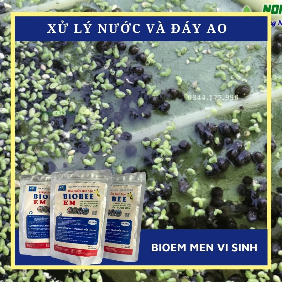 MEN VI SINH BIOEM - XỬ LÝ NƯỚC VÀ ĐÁY AO NUÔI ỐC