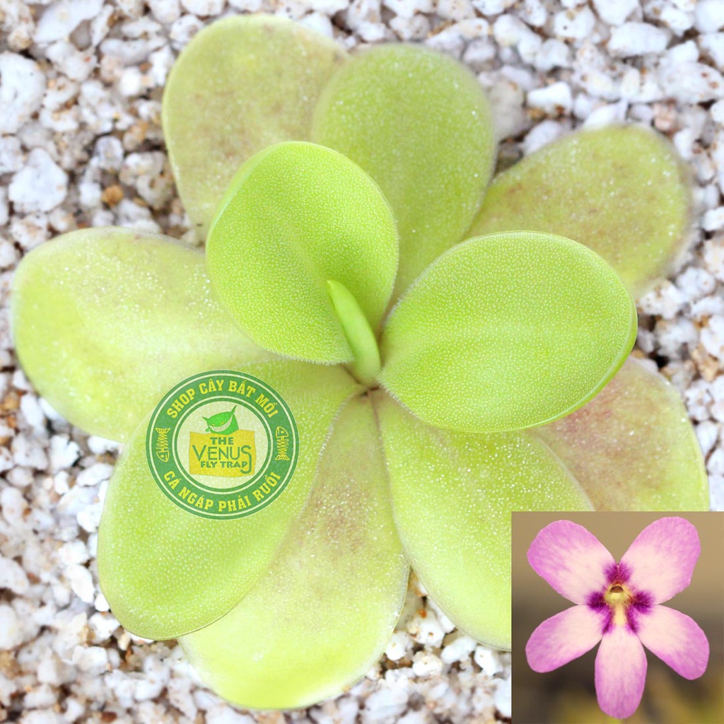 Cây Cỏ Bơ Gigantea Bẫy Keo Dính Côn Trùng, Cây bắt mồi, Cây ăn thịt