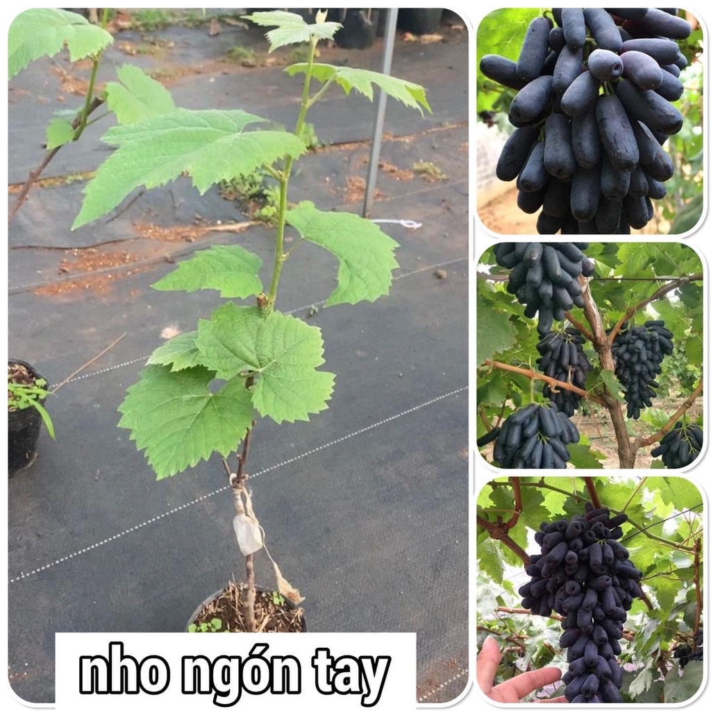 Cây nho ngón tay không hạt leo giàn cao 50-60cm mua 5 cây tặng 1 cây