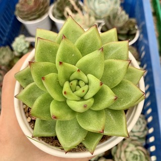 SEN ĐÁ ĐẾ VƯƠNG NHỌN TO 10cm 🌵FREESHIP 🌟SIU CUTE CHUẨN SIZE TRUNG 🌟TẶNG 1 PHỤ KIỆN KHI MUA 2 SẢN PHẨM