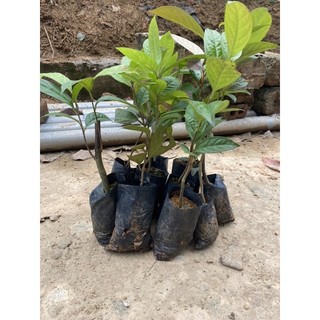 Trà hoa vàng tam đảo ensit cây giống