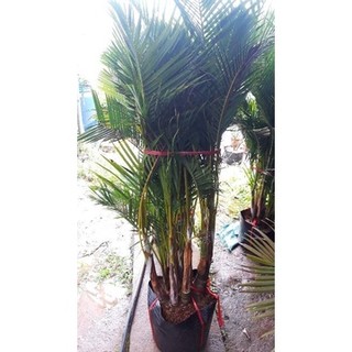 CÂY CAU LỤA, chậu cực to, cây khỏe đẹp