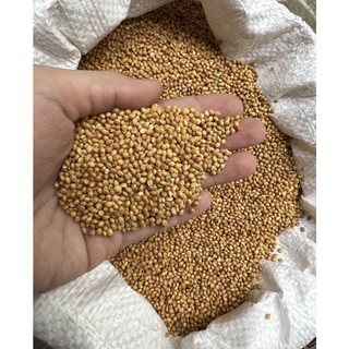 Hạt kê bóng vàng cho hamster, chim vẹt, cu gáy... 500g