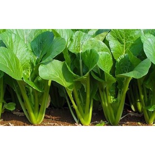 combo 10cây giống cải ngọt