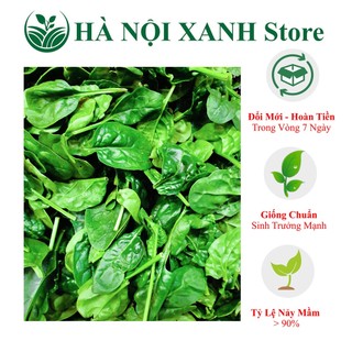 Cải bó xôi, binna, rau chân vịt