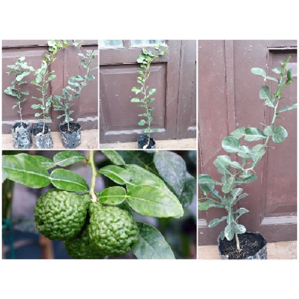 Cây giống chanh chúc (chanh thái)