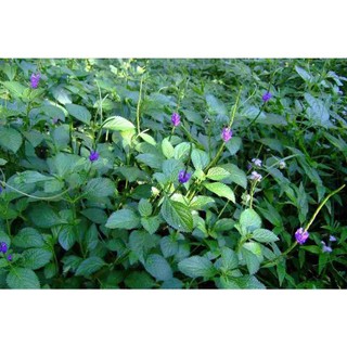 Chậu mềm đuôi chuột🍀🌱 , 🍀🌱cây dược liệu quý🍀🌱