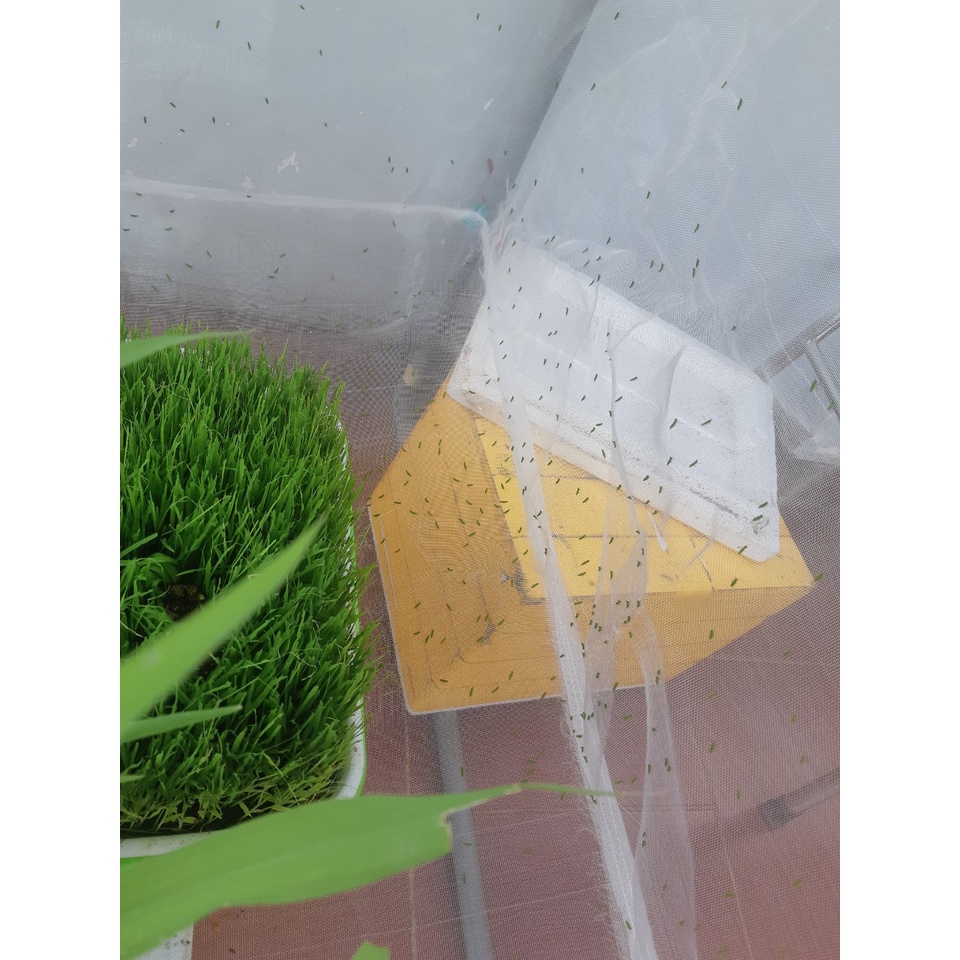 KÉN TRỨNG CÀO CÀO CỐM +20%