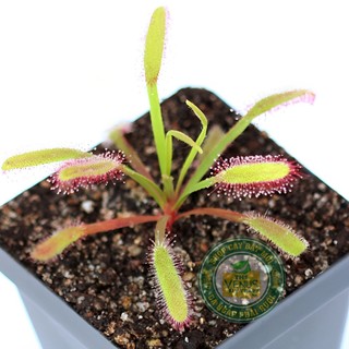 Cây Gọng Drosera Capensis, Cây bắt mồi, Cây bắt côn trùng, Cây bắt ruồi