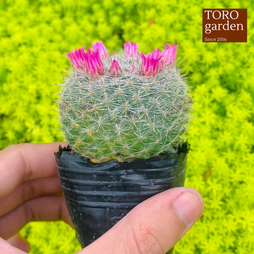 Xương rồng bánh sinh nhật Đà Lạt size bé cây cảnh trang trí nhà cửa Toro garden