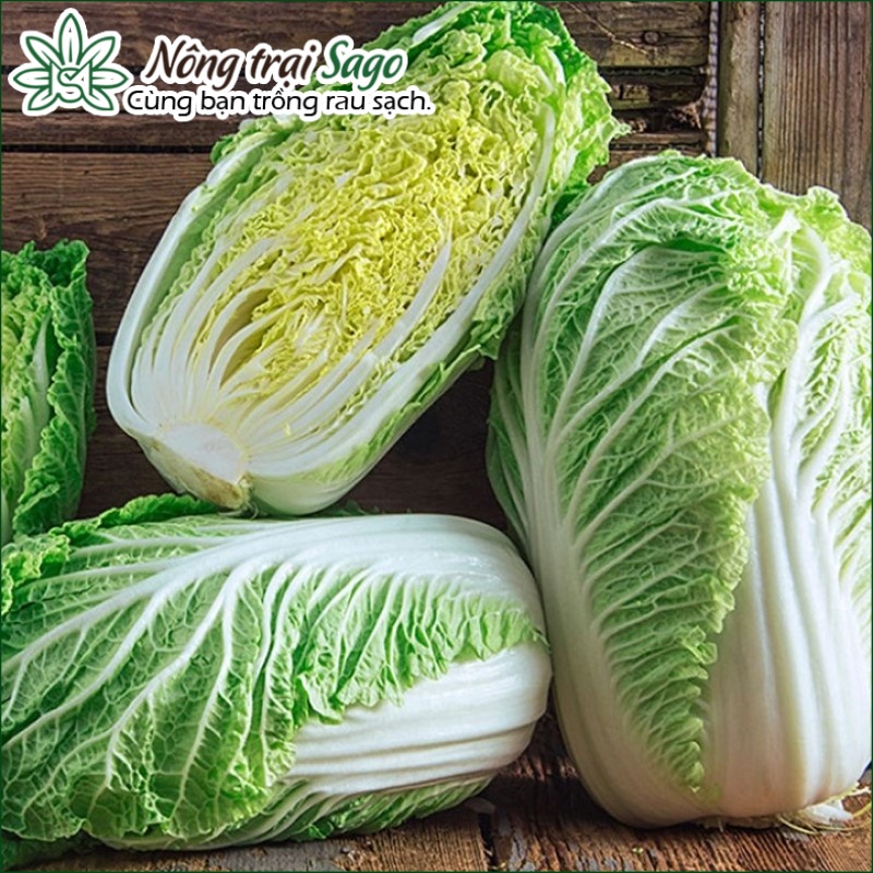 Hạt Giống Cải Thảo Năng Suất Cao. Trồng Quanh Năm, Kháng Sâu Bệnh Tốt (gói 0,5gr) - Nông Trại Sago