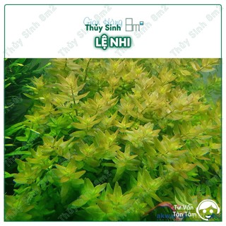 Cây lệ nhi | cây thủy sinh hậu cảnh, cắt cắm, không co2 | 8m2
