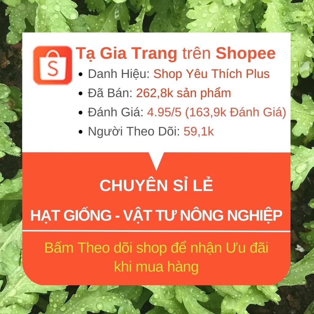 Hạt giống mướp khía Thái Lan - Hạt chuẩn F1, thu hoạch sau 40-45 ngày