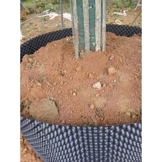 BẦU ƯƠM V6 || 20CM - 80CM (CUỘN DÀI 50M)