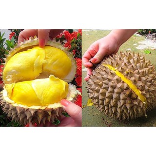 cây sầu riêng thái hạt lép