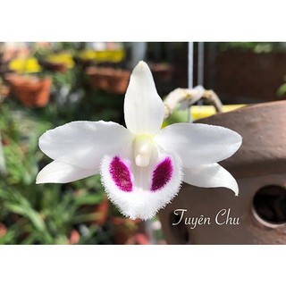Phi điệp đột biến 5 CT BẠCH TUYẾT 