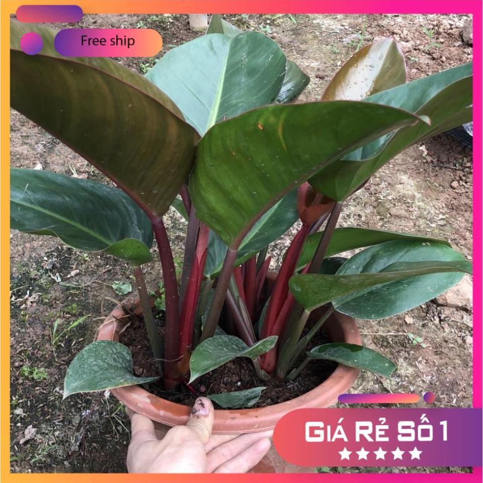 Cây trầu bà đế vương đỏ, Cao 40cm chậu 3 thân to khỏe lá mập mạp sức sống mãnh liệ (Hàng Chuẩn)