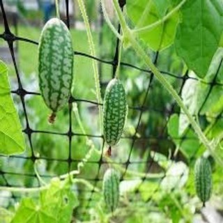 Hạt giống Dưa chuột ( Dưa hấu mini) Mexico 20hạt