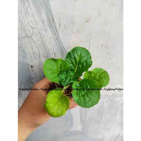 Cây Cải Bẹ Dún