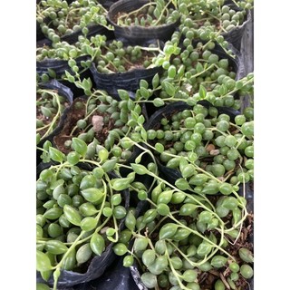 Cây Sen đá mắt nai hạt ngọc dài🌵 ❣ [Chính hãng]⚡ [Ảnh thật] ❤ [FreeShip] ✈ [Có sẵn]
