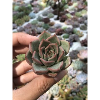 1 cây sen vỉ loại 1