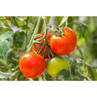 cây giống cà chua thường