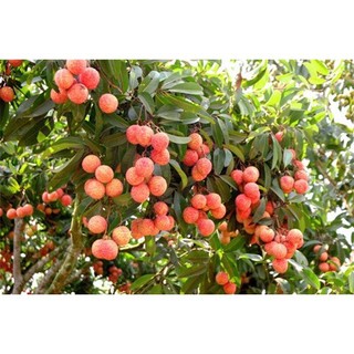 CÂY GIỐNG VẢI KHÔNG HẠT ( CÂY TO BẦU LỚN SIÊU TỐT))