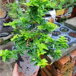 Cây kim quýt bonsai dáng đổ